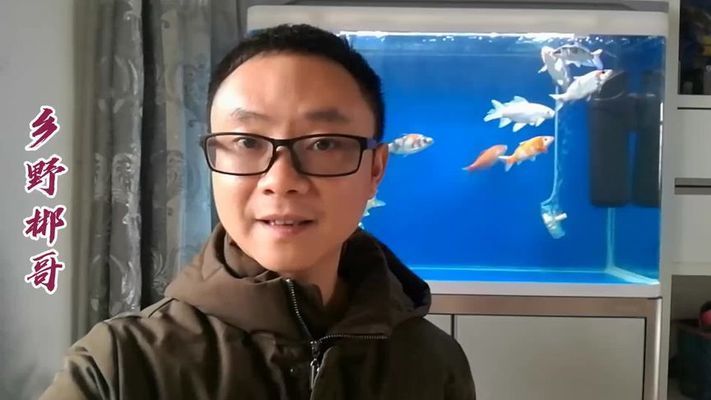 金龙鱼旺财：金龙鱼旺财有什么特殊的寓意吗？ 水族问答 第1张