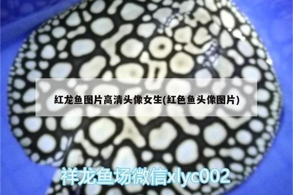 极品红龙鱼头像：极品红龙鱼头像详情 红龙鱼百科 第1张