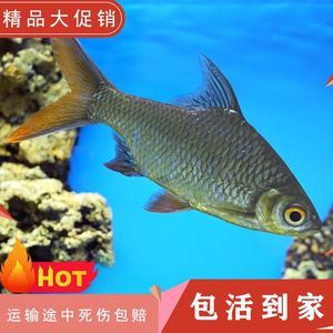 双线侧鱼繁殖期饲料品牌推荐：双线侧鱼繁殖成功案例分享双线侧鱼繁殖成功案例分享 龙鱼百科 第3张