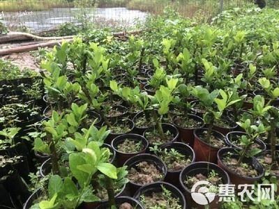 柠檬鲫繁殖技术要点：柠檬鲫繁殖技术要点柠檬鲫繁殖技术要点 龙鱼百科 第2张