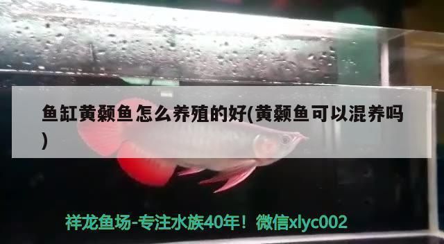 金龙鱼为什么不涨：金龙鱼为什么不涨？ 水族问答 第1张