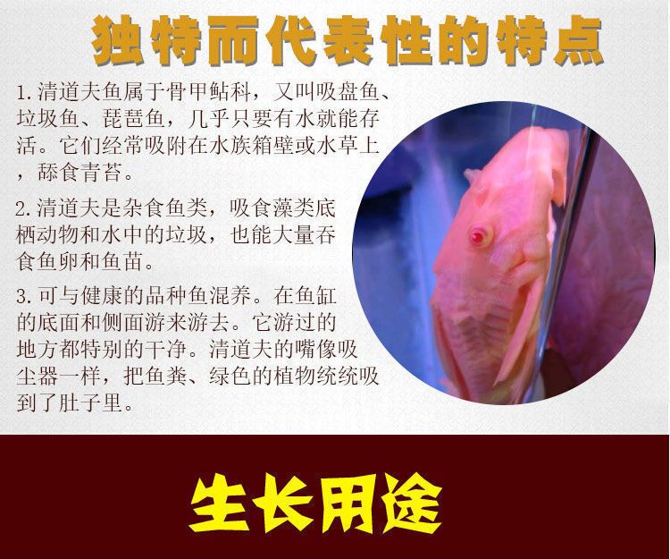 女王大帆鱼苗疾病预防方法：女王大帆鱼苗饲料选择指南， 龙鱼百科 第5张