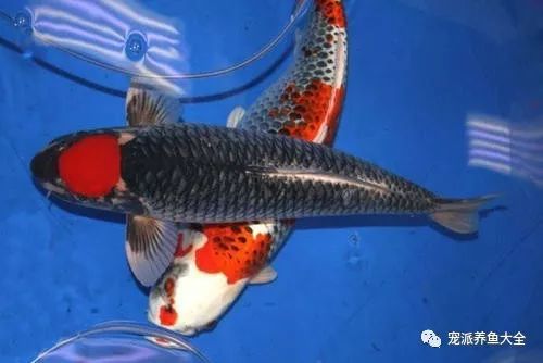 金龙鱼为什么好养：关于金鱼饲养的问题 水族问答