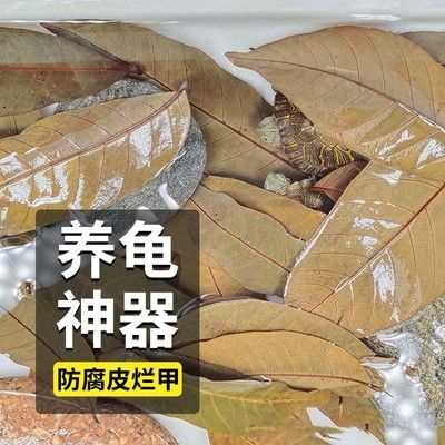 鱼缸放橄榄叶还是龙眼叶好：橄榄叶和龙眼叶各有其优势 鱼缸百科 第1张