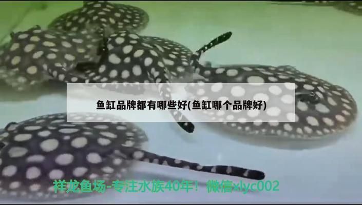 闽江鱼缸和博宇鱼缸哪个好：闽江水族和博宇鱼缸各有优势 鱼缸百科 第4张