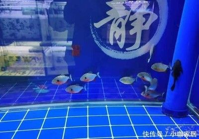 大禹鱼缸联系方式：大禹水族鱼缸产品评价，大禹水族创新技术应用 鱼缸百科 第3张