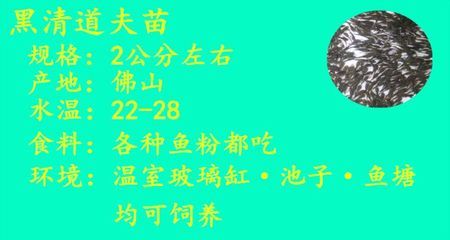 金龙鱼为什么这么贵：为什么金龙鱼的价格普遍高于普通鲤鱼？ 水族问答 第1张