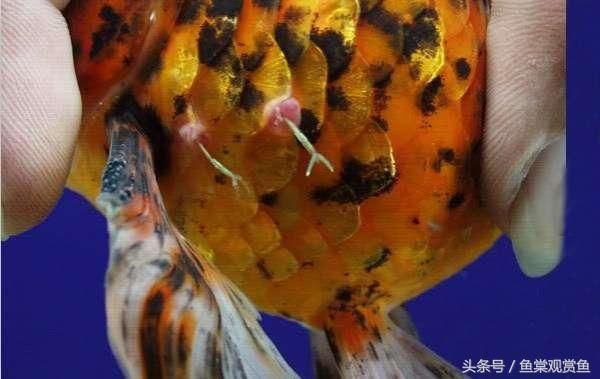 金龙鱼未来价值：金龙鱼未来市场前景如何？ 水族问答 第2张