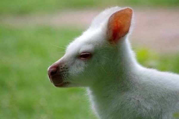 金龙鱼喂多少鱼粮最好：-金龙鱼喂食频率和频率取决于多个因素 水族问答 第1张