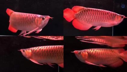 金龙鱼喂活食怎么处理：如何正确处理金龙鱼喂食的活食 水族问答