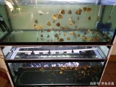 金龙鱼喂活鱼怎么消毒：金龙鱼喂食活鱼时消毒是确保水质卫生和鱼类健康的关键步骤 水族问答 第2张