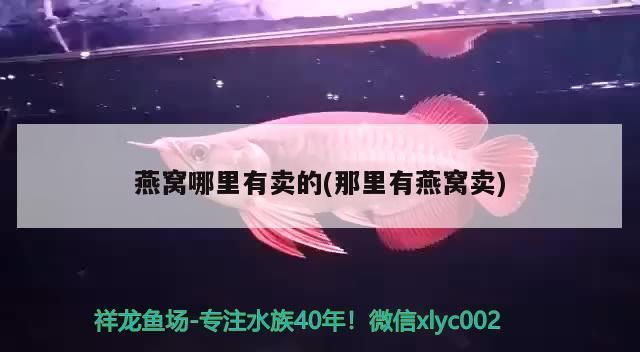 龙鱼专用灯是多少伏的好：如何根据水族箱大小选灯，龙鱼专用灯品牌推荐