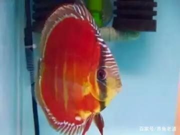 金龙鱼喂面包虫干：金龙鱼在喂食过程中需要注意哪些事项？ 水族问答 第1张