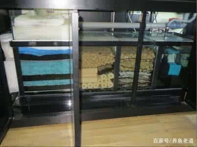 金龙鱼喂什么鱼料好养：金龙鱼的喂食习惯是怎样的, 水族问答 第2张