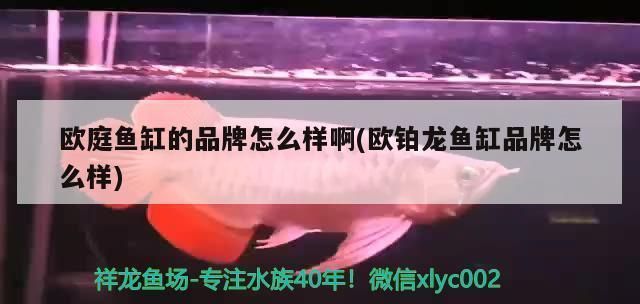 欧铂龙鱼缸品牌怎么样：欧铂龙鱼缸适用于2001年的中国水族产品品牌欧铂龙鱼缸