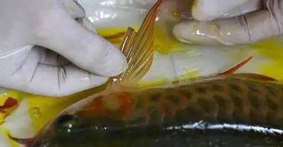 金龙鱼喂食量表格：关于金龙鱼喂食量表格的疑问 水族问答 第1张