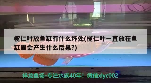 鱼缸橄榄叶黄水怎么办：鱼缸中的橄榄叶黄水怎么办 鱼缸百科 第3张