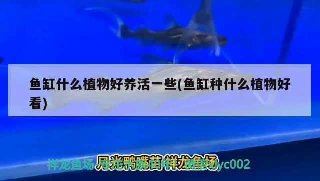 能在鱼缸里生长的树：在鱼缸中种植树木的关键技术、挑战及未来前景大展示 鱼缸百科 第5张