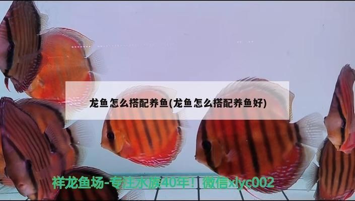 龙鱼配什么红色的鱼：适合与龙鱼混养的几种红色鱼类