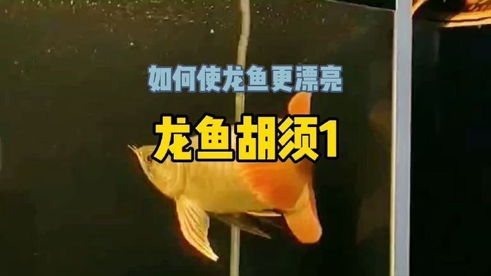 龙鱼胡子撞没了：龙鱼的胡子意外撞掉了可能导致龙鱼的行为和健康产生影响 龙鱼百科 第3张