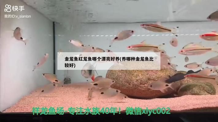 金龙鱼好看还是红龙鱼好看：金龙鱼和红龙鱼各有千秋，哪种鱼更好看，观赏鱼品种推荐 红龙鱼百科 第1张