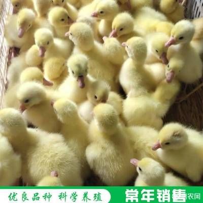 金龙鱼小瓶装：关于金龙鱼小瓶装的问题 水族问答 第2张