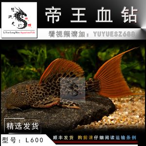 金龙鱼写意画：金龙鱼写意画中如何体现金龙鱼的灵动与生命力和生命力 水族问答