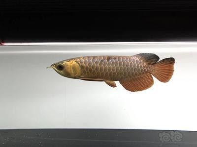 龙鱼的英语怎么说：dragoonfish,龙鱼的饲养技巧