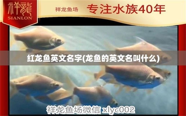 龙鱼的英语怎么说：dragoonfish,龙鱼的饲养技巧 龙鱼百科 第3张