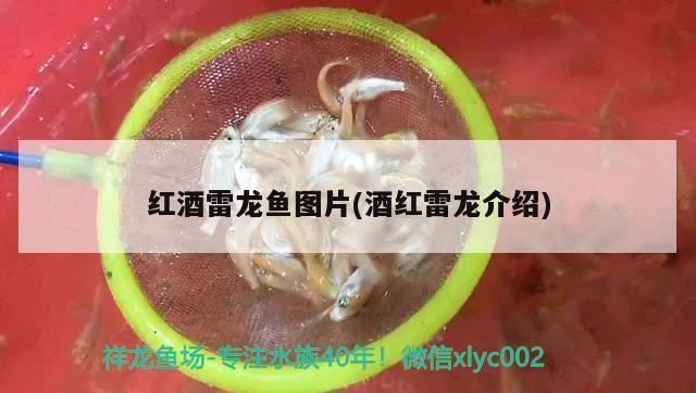 金龙鱼凶猛捕食：为什么金龙鱼会表现出如此凶猛的捕食行为？ 水族问答 第2张