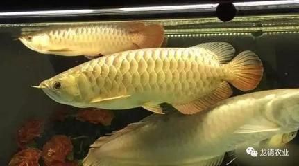 金龙鱼需要多大鱼缸：金龙鱼的饲养方式 水族问答 第1张