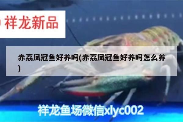 金龙鱼需要多少度水温养：养金龙鱼需要多少度水温？ 水族问答 第1张