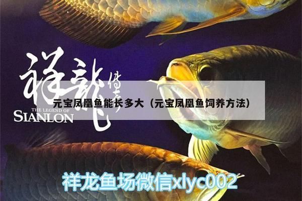 元宝凤凰鱼食性研究进展：元宝凤凰鱼专用鱼粮配方揭秘元宝凤凰鱼营养需求与疾病预防 龙鱼百科 第2张