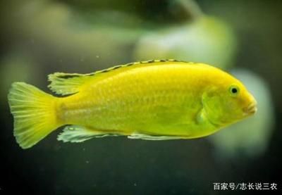 金龙鱼训食最多可以饿几天：如何判断金龙鱼的耐饥能力？ 水族问答 第2张