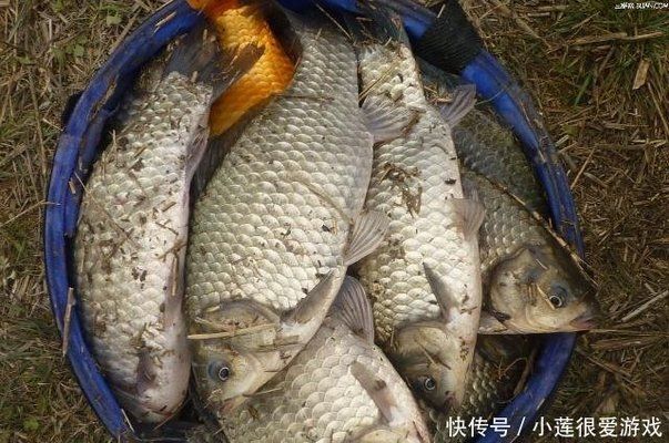 金龙鱼颜色分类标准：金龙鱼的颜色分类标准详解 水族问答