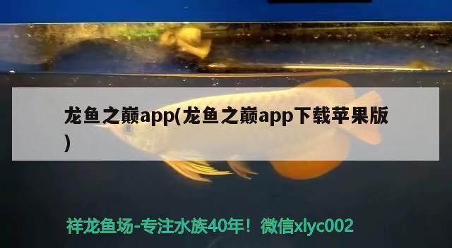 龙鱼之巅app下载苹果版：龙鱼之巅app新手养鱼指南