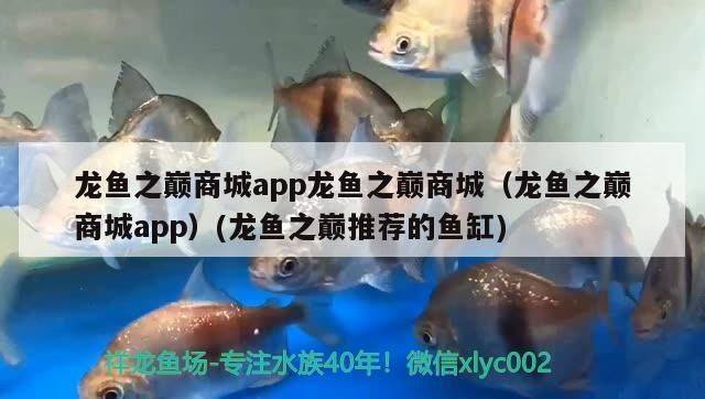 龙鱼之巅app下载苹果版：龙鱼之巅app新手养鱼指南