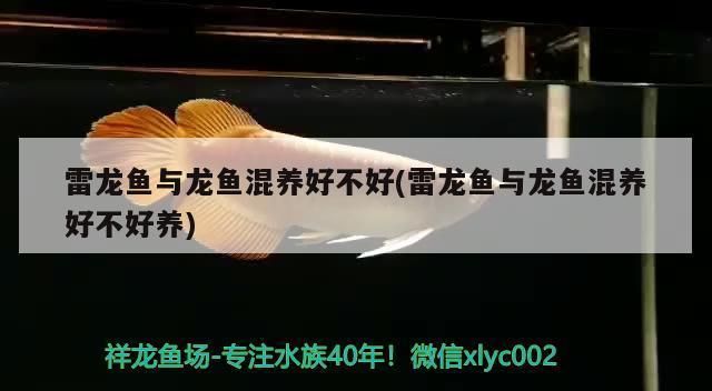 龙鱼能和雷龙一起养吗 龙鱼百科 第5张