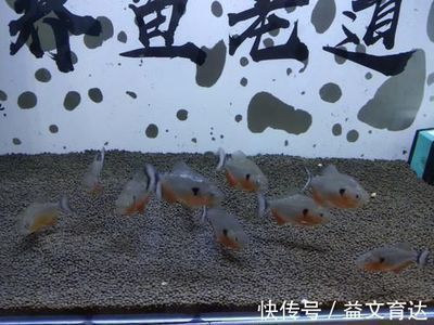 卖龙鱼的网站：龙鱼养殖技巧分享：水族箱造景设计教程,龙鱼疾病预防指南