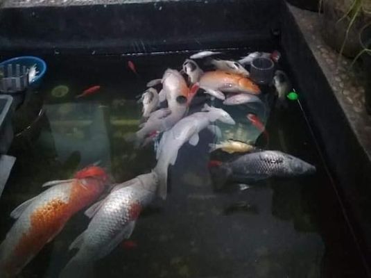 卖龙鱼的网站：龙鱼养殖技巧分享：水族箱造景设计教程,龙鱼疾病预防指南