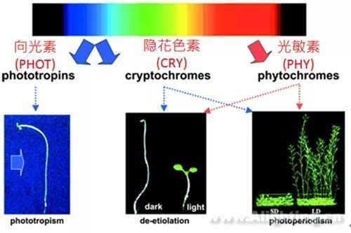 全光谱植物灯适用植物种类：全光谱植物灯与自然光对比，全光谱植物灯在科研中的应用案例 水族灯（鱼缸灯） 第1张