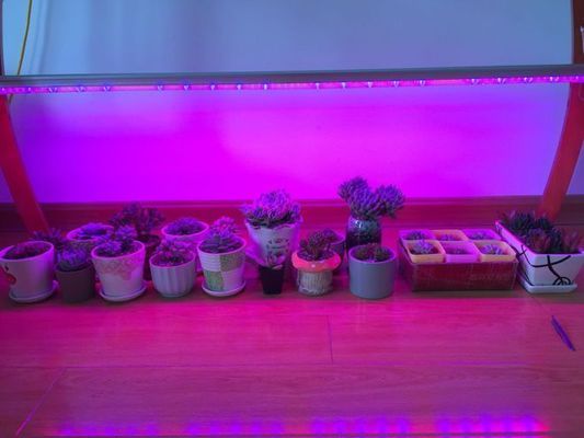 全光谱植物灯适用植物种类：全光谱植物灯与自然光对比，全光谱植物灯在科研中的应用案例 水族灯（鱼缸灯） 第2张