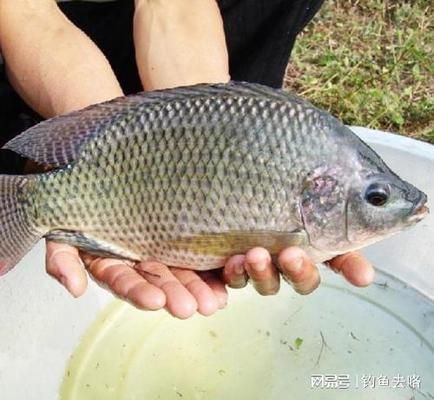 自制白子关刀鱼饲料配方：白子关刀鱼饲料成本控制技巧白子关刀鱼饲料成本控制技巧 白子关刀鱼 第2张