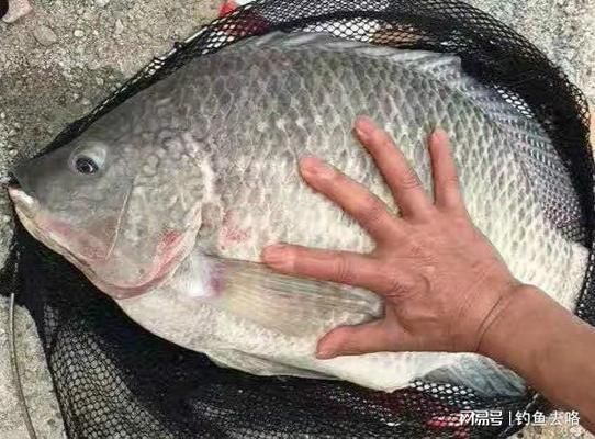 自制白子关刀鱼饲料配方：白子关刀鱼饲料成本控制技巧白子关刀鱼饲料成本控制技巧 白子关刀鱼 第1张