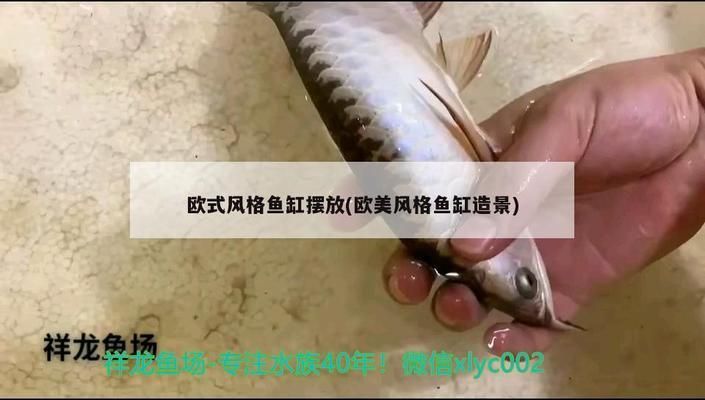 欧式风格鱼缸效果图：欧式风格的鱼缸效果图 鱼缸百科 第3张