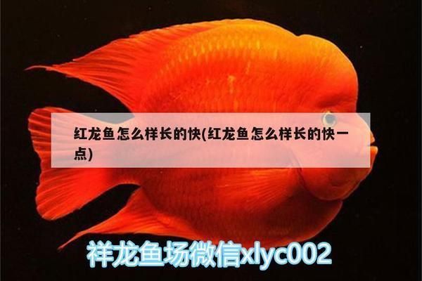 红龙鱼怎么样长的快一点：促进红龙鱼快速生长的方法 红龙鱼百科 第2张