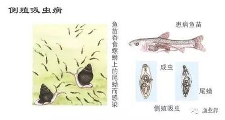 申古银版鱼疾病预防方法：申古银版鱼健康监测方法 细线银板鱼苗 第5张