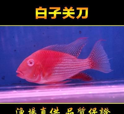 红眼白子关刀鱼苗最佳养殖温度：红眼白子关刀鱼的最佳养殖温度是多少？ 白子关刀鱼 第2张