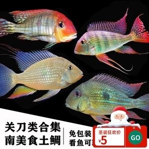 红眼白子关刀鱼市场价格趋势：红眼白子关刀鱼价格波动因素 白子关刀鱼 第5张