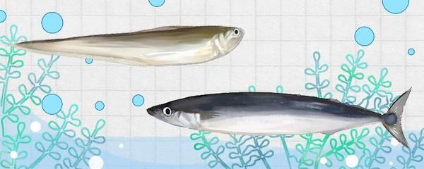 关刀鱼性别差异生理学：关于关刀鱼的性别差异的研究 白子关刀鱼 第2张